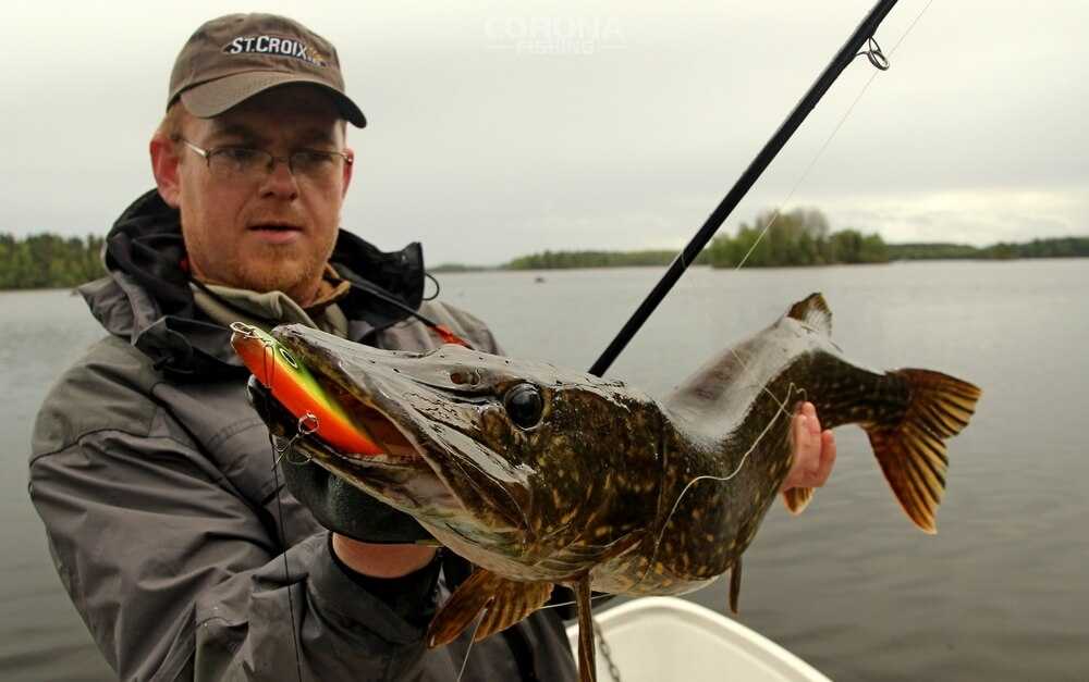 szczupak na jerka z powierzchni